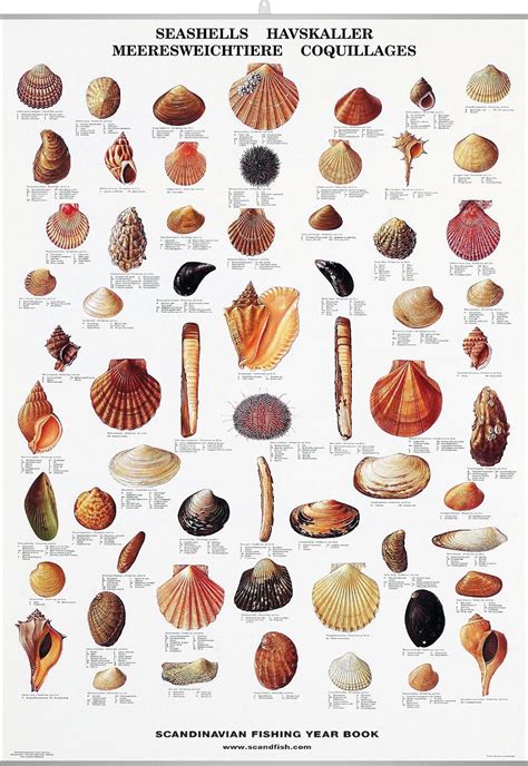 seashell poster beautiful chart   seashells nature posters sea shells poster