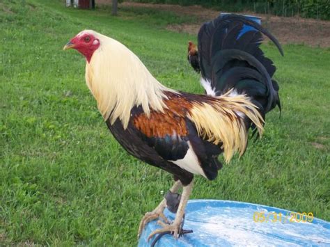 Game Rooster Breeds Yall Need To Put Some Hatch Kelso S