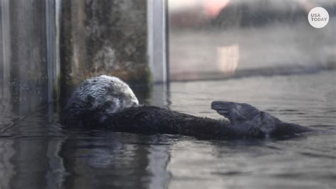 Female Sea Otters Raise Orphaned Pups At Monterey Bay Aquarium In