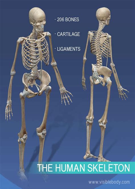 skeleton anatomy diagram