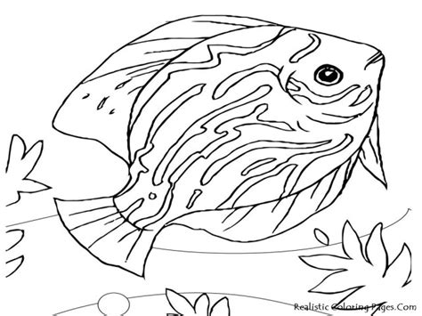 exclusive photo  sea creatures coloring pages albanysinsanitycom