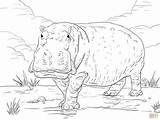 Coloring Hippo Pages Hippopotamus Drawing Skip Main Categories sketch template