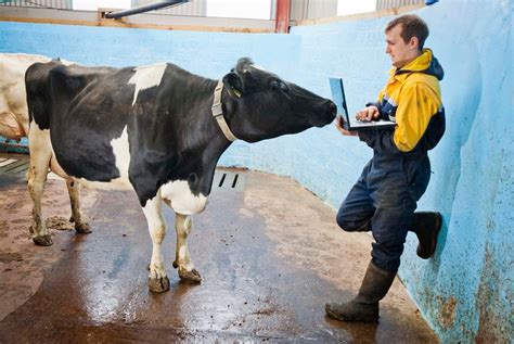 How Wearable Technology Is Helping Uk Farmers Get More Milk From Their