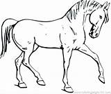 Horse Coloring Pages Realistic Getcolorings Head Printable sketch template