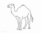 Camels Entitlementtrap Webstockreview Clipground sketch template
