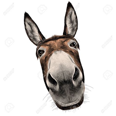 donkey head drawing  getdrawings