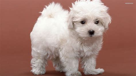 photo  lovely bichon frise puppy  white    camera puppy