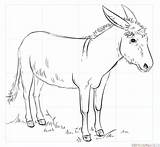 Donkey Draw Drawing Step sketch template