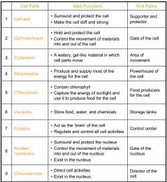 Analogies of organells