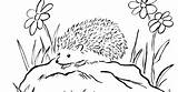 Hedgehog Coloring Porcupine Pages Printable Hedgehogs Drawing Kids Colouring Print Sheet Cute Color Sheets Samanthasbell Animals Forest Critters Today Getdrawings sketch template