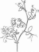 Coloring Tropaeolum Designlooter Odoratus Lathyrus Pea Sweet Printable Version Click sketch template