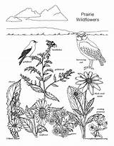 Coloring Prairie Wildflowers Wildflower sketch template