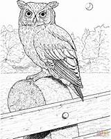 Owl Coloring Pages Horned Great Printable Realistic Color Eared Owls Drawing Birds Barn Long Flying Supercoloring Colouring Online Kids Bird sketch template