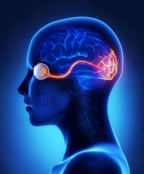 optic nerve   visual link   brain discovery eye foundation