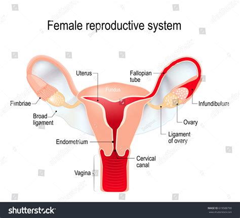 Female Reproductive System Internal Sex Organs ภาพประกอบสต็อก 619588790