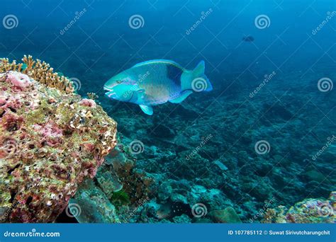 parrot fish eating coral   royalty  stock