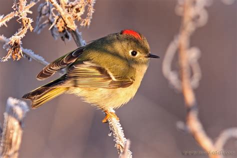 red crowned kinglet wwwmarkedellcom red crown animals bird