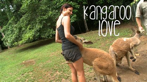 Kangaroo Love Australia Youtube