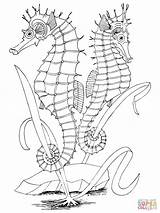 Coloring Seahorses Pages Two Printable Seahorse Color Adult Outline Zeepaardjes Drawing Craft Ipad Compatible Tablets Android Version Click Online sketch template