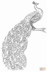 Peacock Coloring Pages Drawing Printable Draw Outline Adult Drawings Peacocks Step Sketch Color Tutorials Supercoloring Kids Colouring Explore Template Realistic sketch template