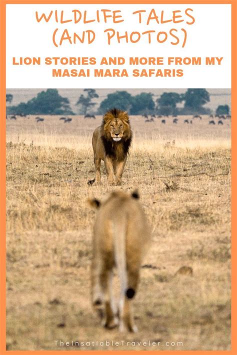 Wildlife Tales Photos Lion Stories And More From My