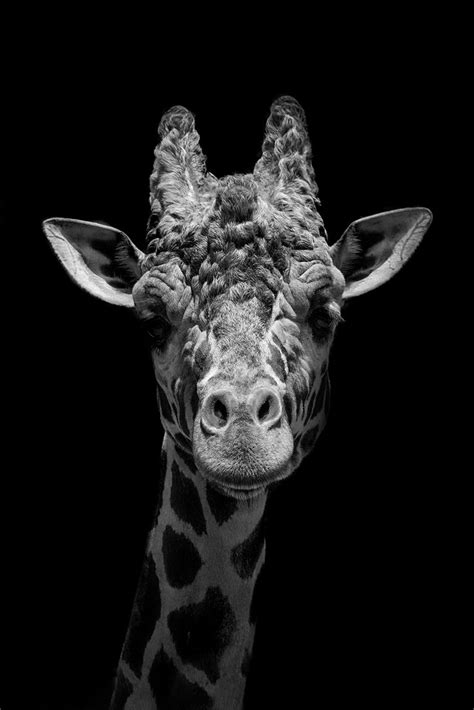 starring giraffe zwart wit wanddecoratie wallcatcher   zwart wit zwart zwart en