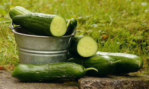 Free Images Green Produce Drink Frisch Cucurbita Cucumbers Bio