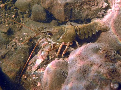 warning  local fishermen  crayfish plague confirmed  river suir