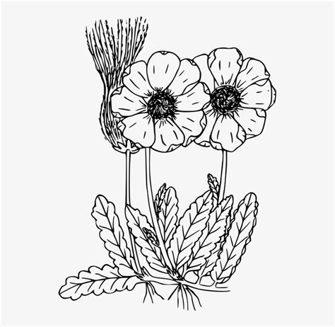 drawn wildflower flowering plant wild flowers coloring pages  print