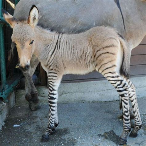 zebra   secret affair   donkey  gave birth   zonkey viral bake