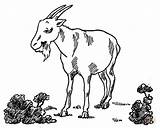 Koza Goat Ziegen Kolorowanka Kozy Ziege Cabra Kolorowanki Malvorlagen Billy Goats Druku Granja Drukuj sketch template