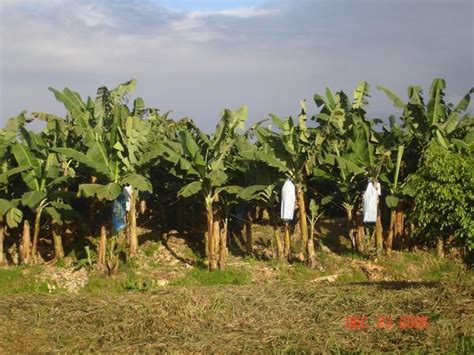 banana farm photo