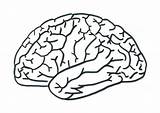 Cervello Disegno Colorear Humano Cuerpo Cerebro Partes Ingles Umano Scuola sketch template