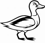 Duck Coloring Mallard Pages Upset Look Drawing Flying Color Getdrawings sketch template