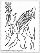 Corn Coloring Pages Printable Stalks Kids Flour Color Thanksgiving Cob Drawing Stalk Clipart Getdrawings Getcolorings Fruit Library Cartoon Popular sketch template