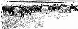 Cattle Clipart Herd Drive Clip Cows Grazing Cliparts Library Plain Animal Etc Farm Clipground Printable Tiff Gif Medium Large Usf sketch template