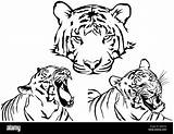 Tiger Zeichnungen sketch template