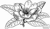 Louisiana Pages Coloring Magnolia Getcolorings Marvelous Flower State Color sketch template