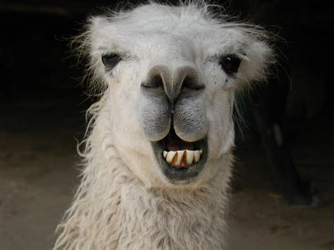 smiling llama stock photo freeimagescom