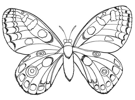 butterfly coloring page  printable coloring pages  kids