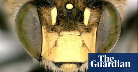 spiky hairy shiny la abuzz with insect discoveries in pictures