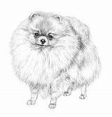 Pomeranian Coloring Pages Dog Drawing Clipart Drawings Animal Adult Pencil Pomeranians Clipartkey Puppy sketch template