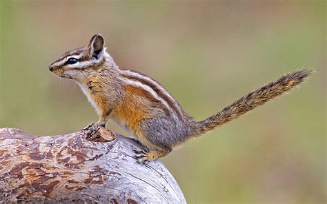 immagini roditori scoiattoli striati animali