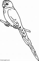 Parakeet Coloringall sketch template