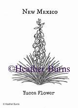 Yucca sketch template