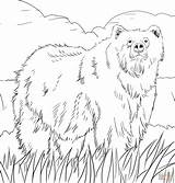 Coloring Bear Pages Alaska Grizzly Printable Woodland Bears Print Alaskan Color Animals Animal Creature Supercoloring Adult Berenstain Halloween Book Colorings sketch template