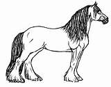 Horse Coloring Pages Cheval Coloriage Draft Printable Drawing Horses Big Print Shire Imprimer Easy Morgan Clipart Drawings Color Kids Dessin sketch template