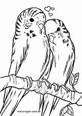 Coloring Pages Budgie Budgies Birds Comments sketch template
