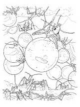 Ants Fire Coloring Pages Ant Printable sketch template