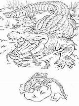 Coloring Pages Animals Swamp Louisiana Bing Realistic Book sketch template